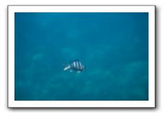 Maui-Reefdancer-243