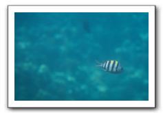 Maui-Reefdancer-244