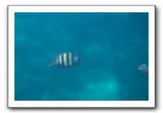 Maui-Reefdancer-247