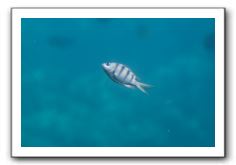 Maui-Reefdancer-249
