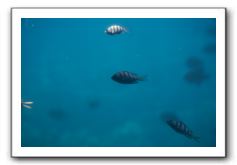 Maui-Reefdancer-251