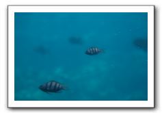Maui-Reefdancer-252