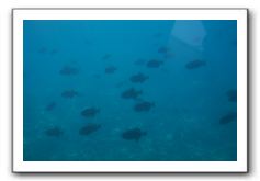 Maui-Reefdancer-253