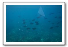 Maui-Reefdancer-256