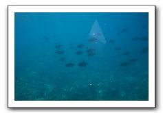 Maui-Reefdancer-258