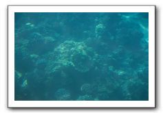 Maui-Reefdancer-259