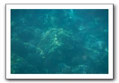 Maui-Reefdancer-260