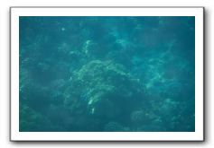 Maui-Reefdancer-261