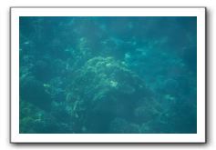 Maui-Reefdancer-262