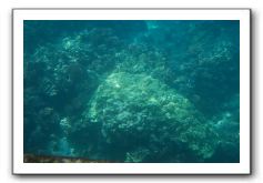 Maui-Reefdancer-263