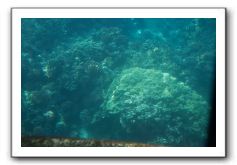 Maui-Reefdancer-264