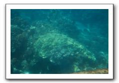 Maui-Reefdancer-265