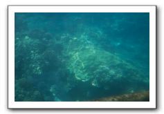 Maui-Reefdancer-266