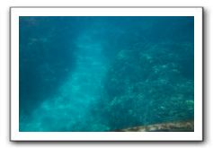 Maui-Reefdancer-267