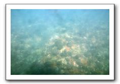 Maui-Reefdancer-037