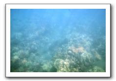 Maui-Reefdancer-038