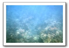 Maui-Reefdancer-039