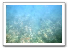 Maui-Reefdancer-040