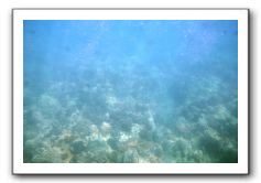 Maui-Reefdancer-041