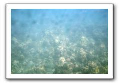 Maui-Reefdancer-042