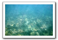 Maui-Reefdancer-043