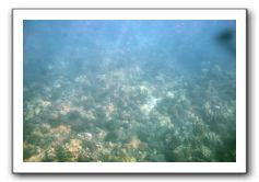 Maui-Reefdancer-044