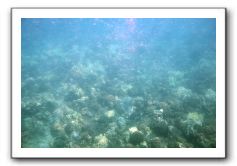 Maui-Reefdancer-045