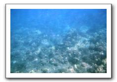 Maui-Reefdancer-046