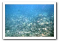 Maui-Reefdancer-047