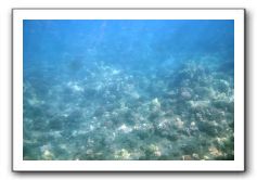 Maui-Reefdancer-048