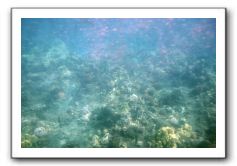 Maui-Reefdancer-049