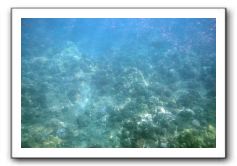 Maui-Reefdancer-050