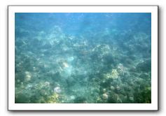 Maui-Reefdancer-051