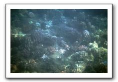 Maui-Reefdancer-052