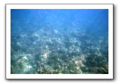 Maui-Reefdancer-053