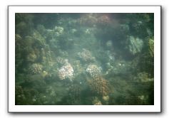 Maui-Reefdancer-054