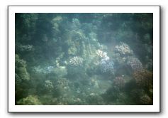 Maui-Reefdancer-055