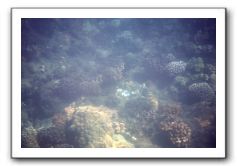 Maui-Reefdancer-057