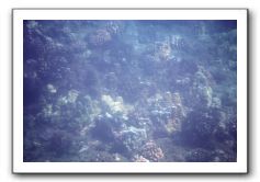 Maui-Reefdancer-058