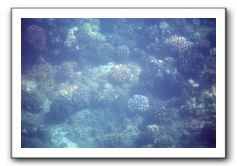 Maui-Reefdancer-059