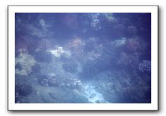 Maui-Reefdancer-060