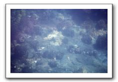 Maui-Reefdancer-061