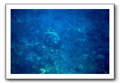 Maui-Reefdancer-062