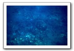 Maui-Reefdancer-063