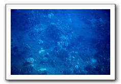 Maui-Reefdancer-066