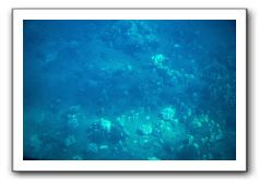 Maui-Reefdancer-068