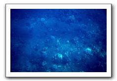 Maui-Reefdancer-069