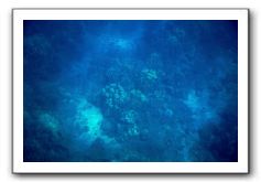 Maui-Reefdancer-071