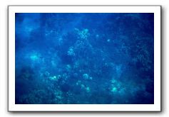 Maui-Reefdancer-073