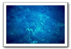 Maui-Reefdancer-077